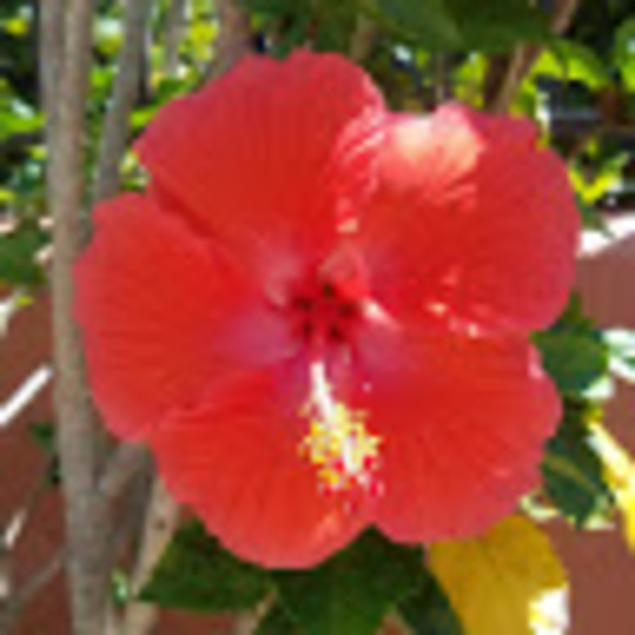 Meet your Posher, Sunni - Picture 1 of 1